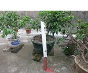 新款屠龙刀（平头）